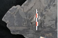 Foto (Detailansicht) von Dioonites permaeformis Schenk (NHMW-GEO-2024-0188-10643)